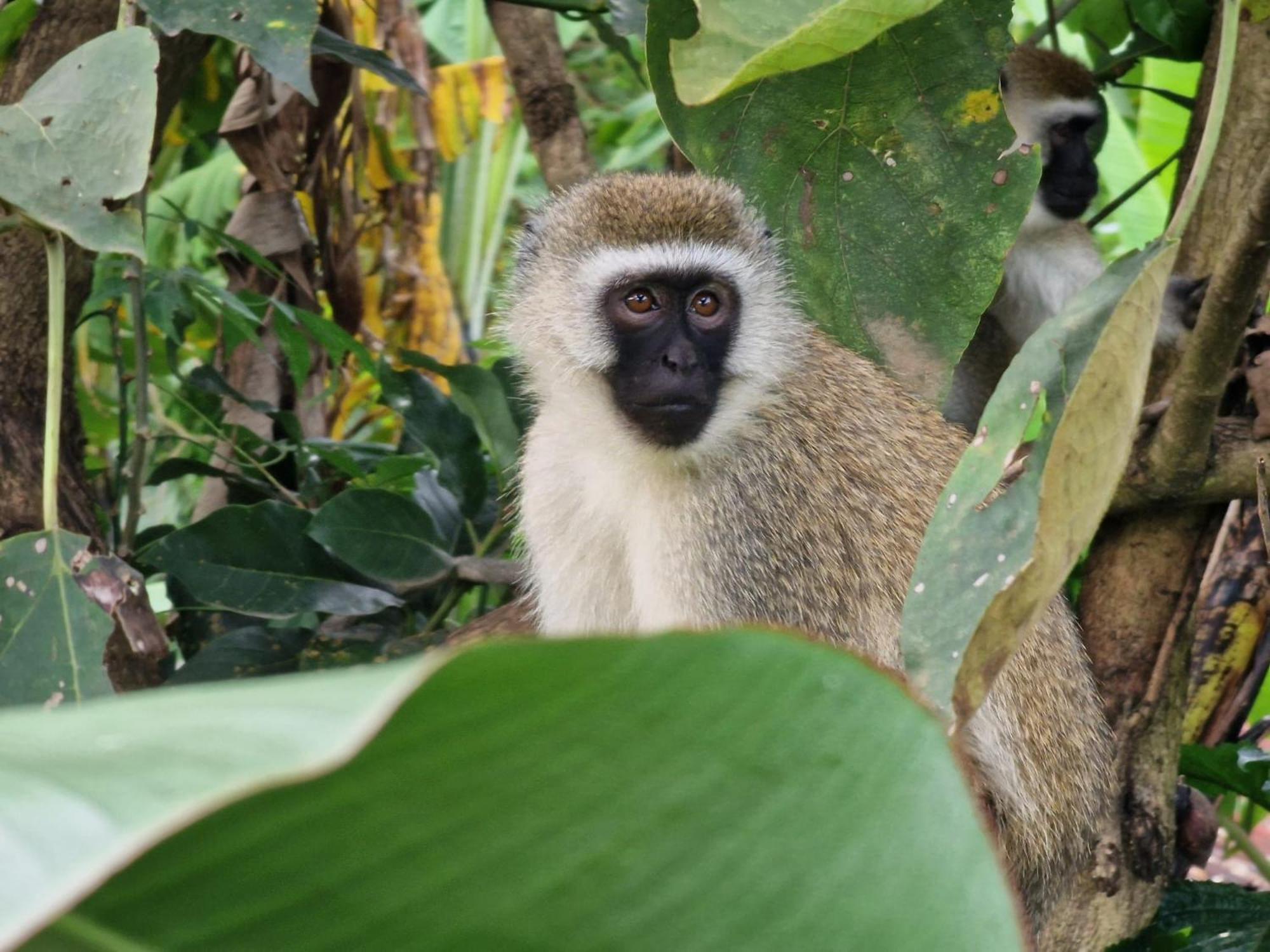 Tanzania Safari Lodge Arusha Ngoại thất bức ảnh